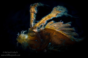 Ambon Scorpionfish backlit-Lembeh. by Richard Goluch 